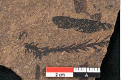 Foto (Detailansicht) von Sequoia hardtii Endl. (NHMW-GEO-2024-0188-8249)